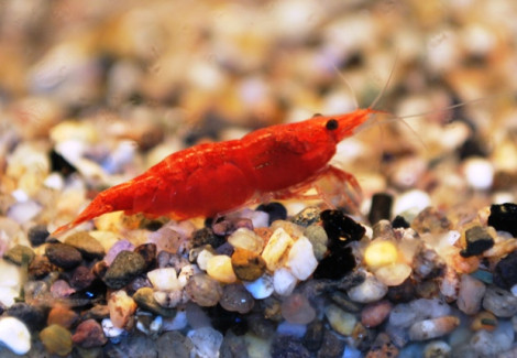 Neocaridina Davidi Red Rili 1-2 Cm