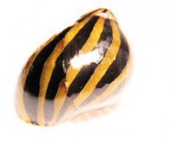 Neritina Sp. Zebra  M