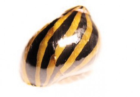 Neritina Sp. Zebra  M