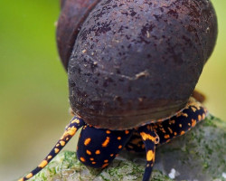 Notopala Sp. Orange Spotted L