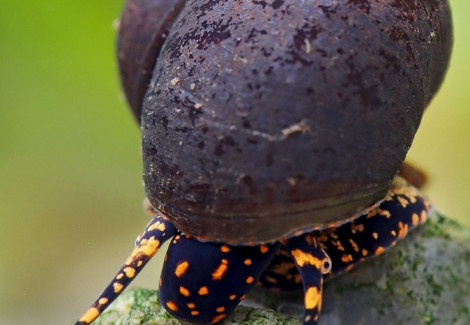 Notopala Sp. Orange Spotted L