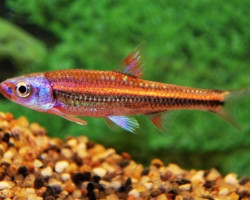 Notropis Chrosomus Ml