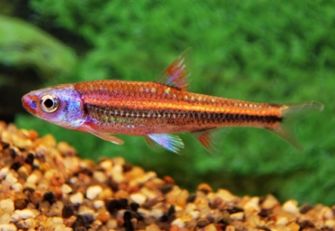 Notropis Chrosomus Ml