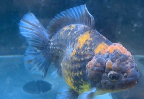 Oranda Calico Grade A+ (Lionhead) 16-18 Cm