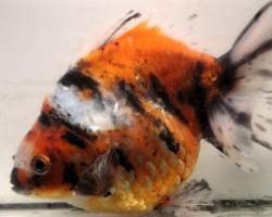 Oranda Calico Ryukin 12-14 Cm