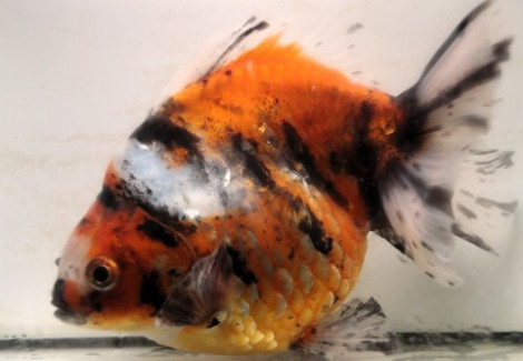 Oranda Calico Ryukin 12-14 Cm