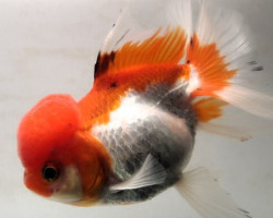 Oranda Mix Grade A+ (Lionhead) 9-10 Cm