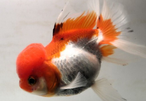 Oranda Mix Grade A+ (Lionhead) 9-10 Cm