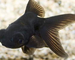 Oranda Nero Telescopio  5/6