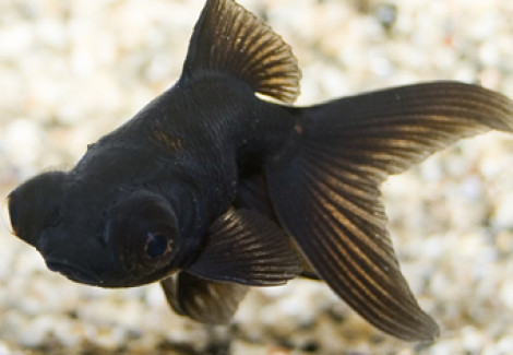 Oranda Nero Telescopio  5/6