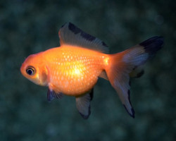 Oranda Pearl Scale 4-5 Cm