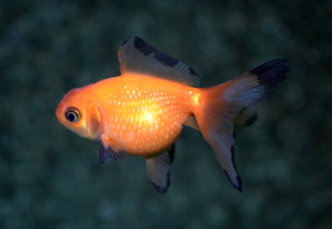 Oranda Pearl Scale 4-5 Cm