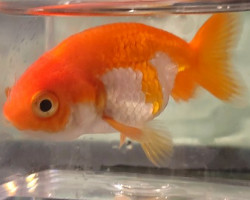 Oranda Ranchu Red & White 4-5 Cm