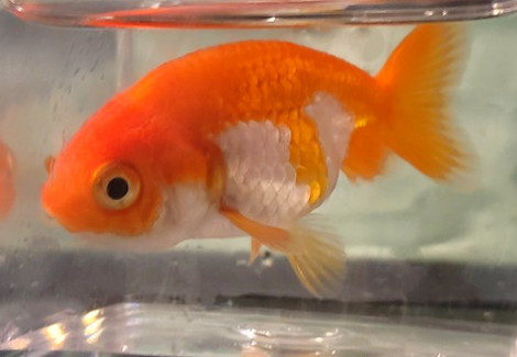 Oranda Ranchu Red & White 4-5 Cm