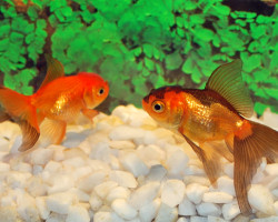 Oranda Red & Black 11-13 Cm