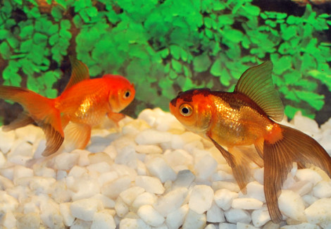 Oranda Red & Black 11-13 Cm