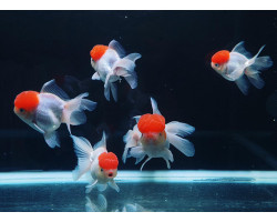 Oranda Red Cap 11-13 Cm