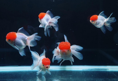 Oranda Red Cap 11-13 Cm