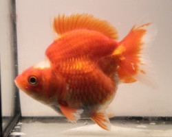 Oranda Ryukin Red & White 9-10 Cm