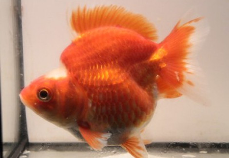 Oranda Ryukin Red & White 9-10 Cm