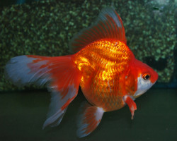 Oranda Ryukin Red 4 Cm