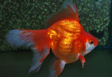 Oranda Ryukin Red 4 Cm