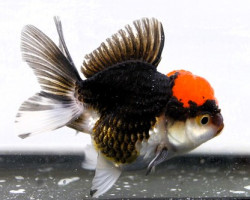 Oranda Tricolor 7,5-8 Cm