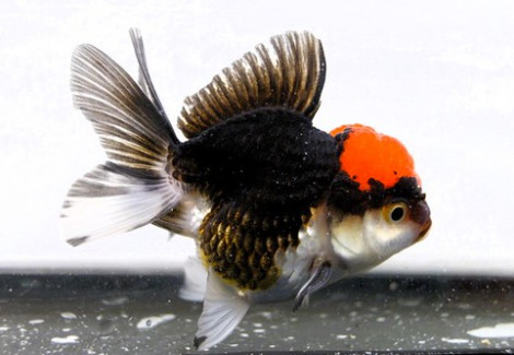 Oranda Tricolor 7,5-8 Cm