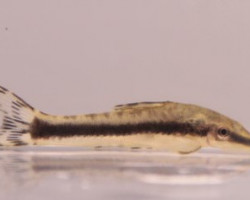 Otocinclus Affinis M-L