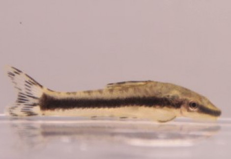 Otocinclus Affinis M-L