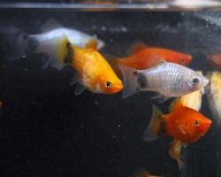 Platy Assortiti 3-3,5 Cm