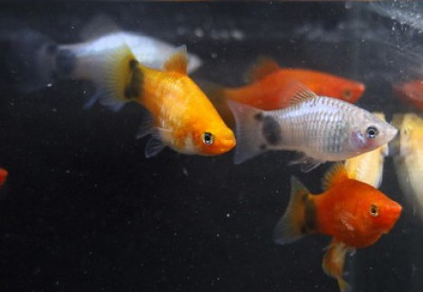 Platy Assortiti 3-3,5 Cm