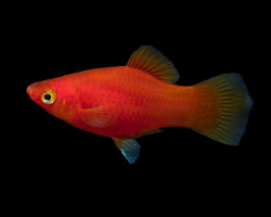 Platy Corallo L