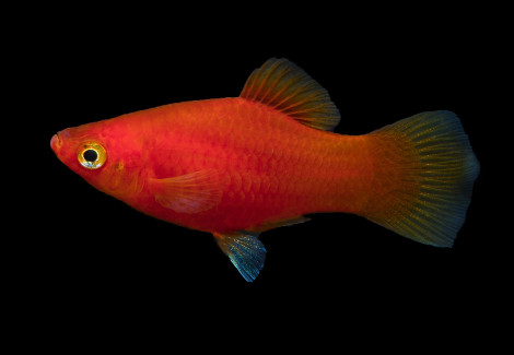 Platy Corallo L