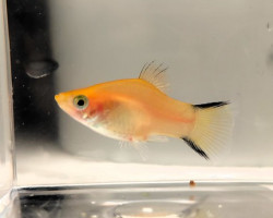 Platy Giallo Twin Bar L