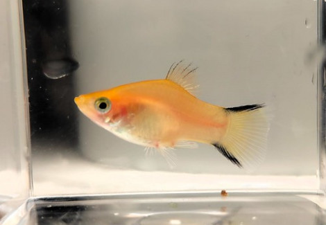 Platy Giallo Twin Bar L