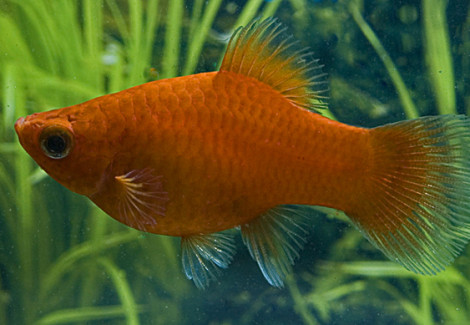 Platy Red L