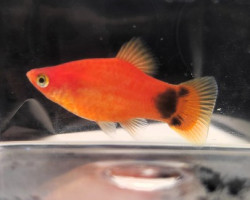 Platy Red Micky Mouse L