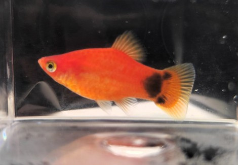 Platy Red Micky Mouse L