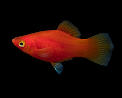 Platy Rosso M