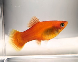 Platy Sunset L