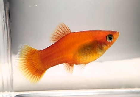 Platy Sunset L