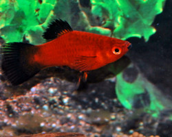 Platy Wagtail Rosso L