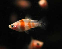 Platy Zebra M