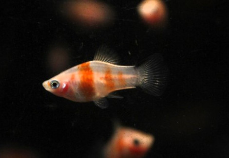 Platy Zebra M