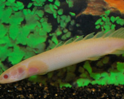 Polypterus Senegalus Albino 6-8 Cm