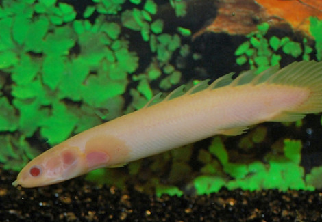 Polypterus Senegalus Albino 6-8 Cm