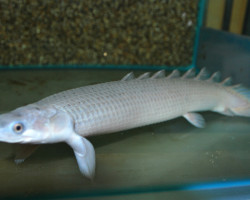 Polypterus Senegalus M