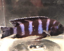 Pseudotropheus Demasoni 4-5 Cm