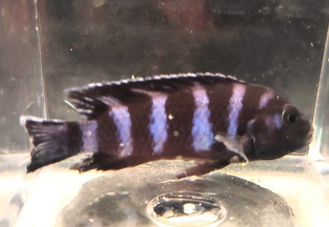 Pseudotropheus Demasoni 4-5 Cm